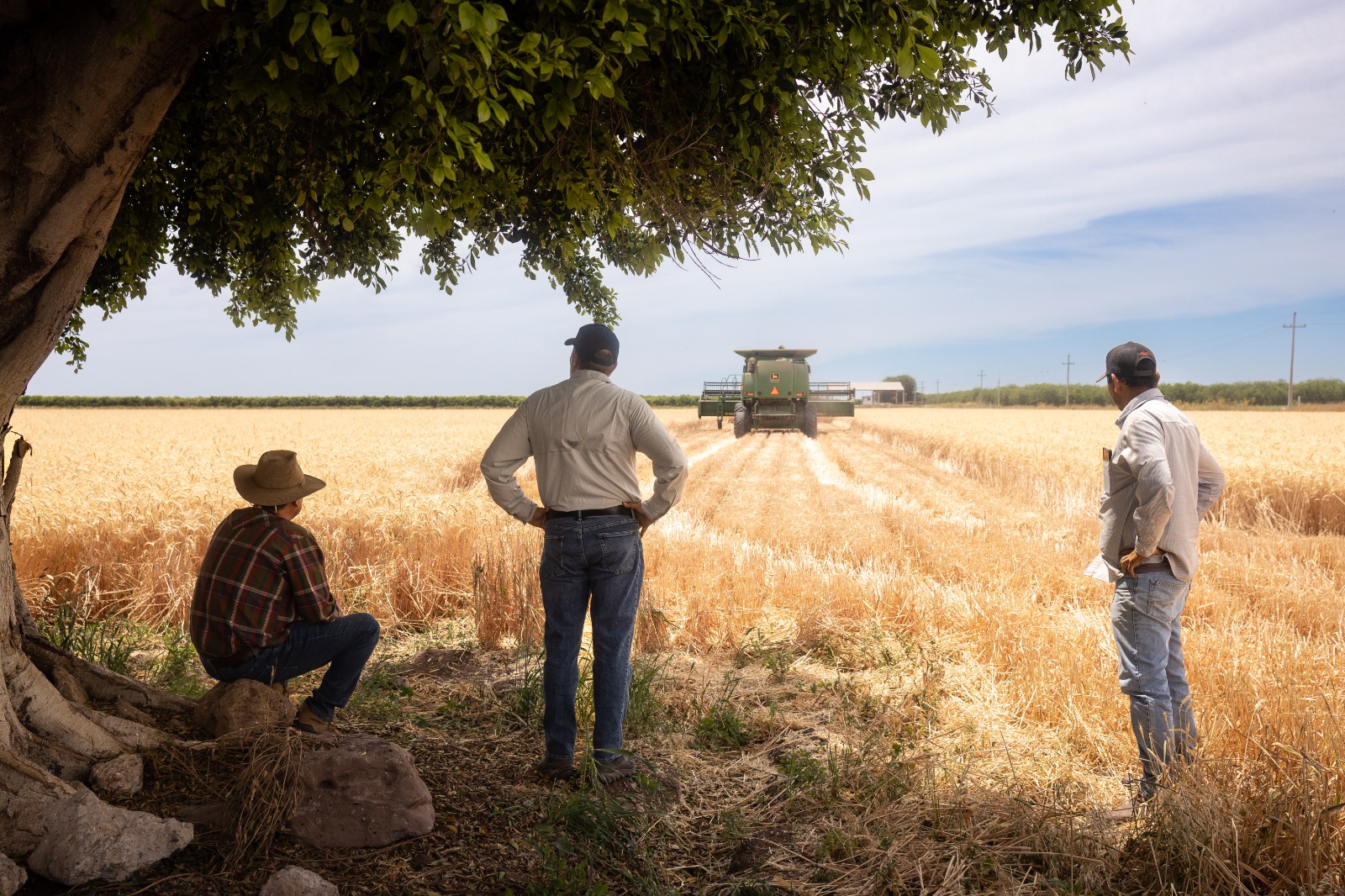 Gestiona Gobierno de Sonora el agilizar pagos a productores de trigo panificable y maíz en Sonora
